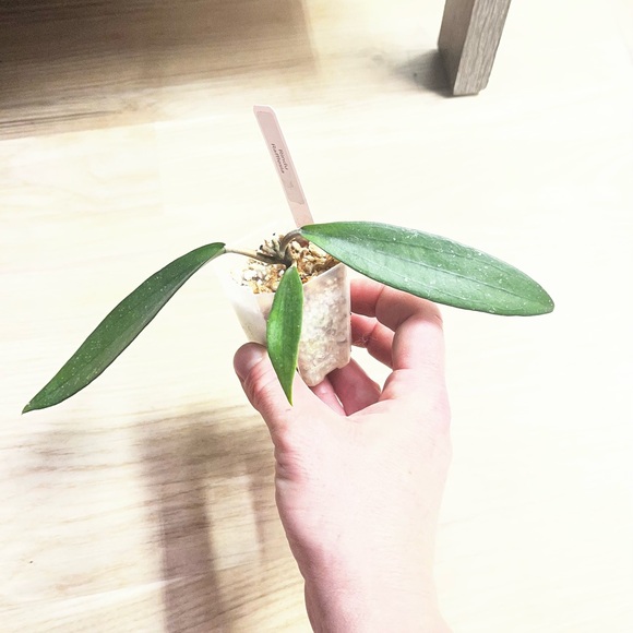 Hoya Rindu Rafflesia - Picture 7 of 7